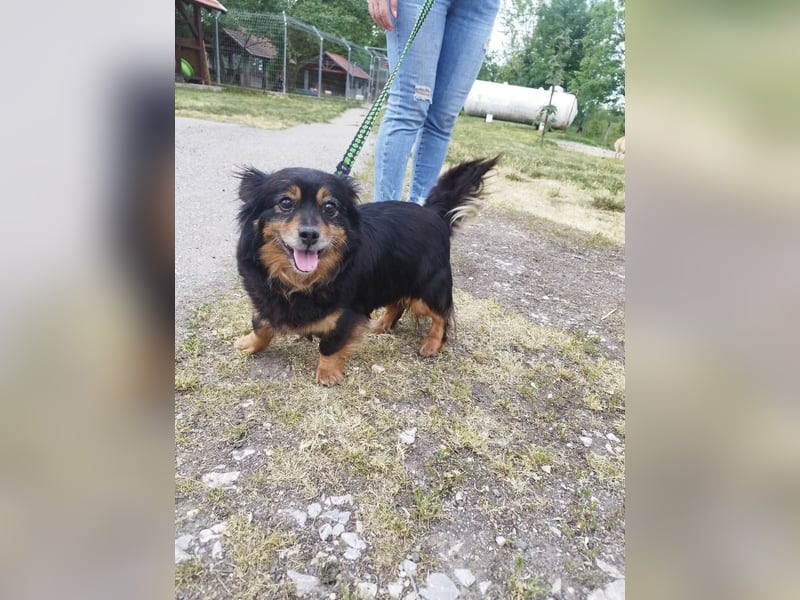 Pixel, eine niedliche und nette liebenswerte Hündin !