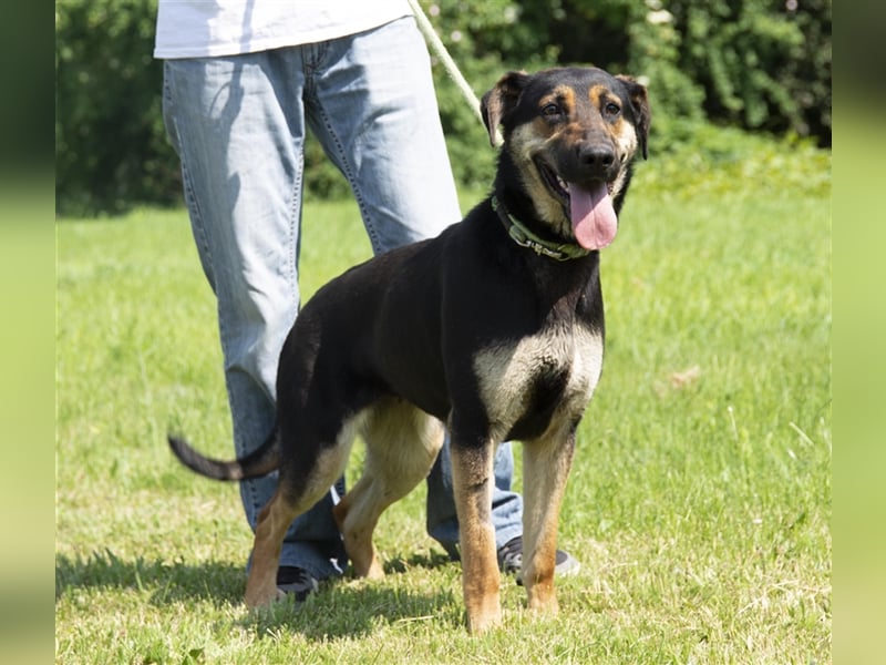 Eszti wurde ins Tierheim zurückgebracht, weil ihre Halter sie nicht auslasten konnten !