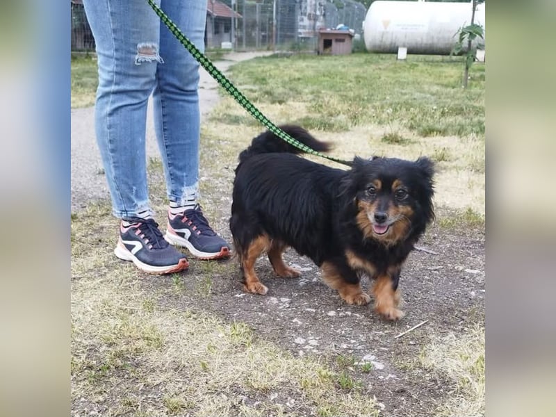 Pixel, eine niedliche und nette liebenswerte Hündin !