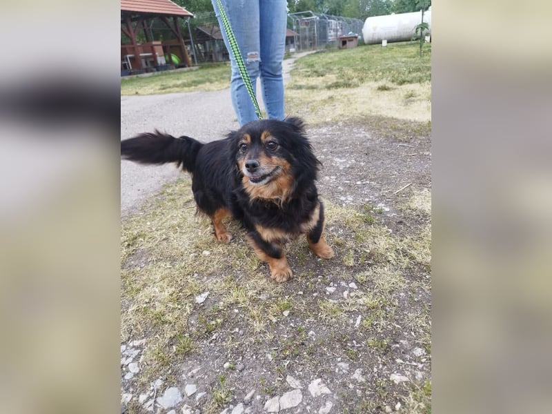 Pixel, eine niedliche und nette liebenswerte Hündin !