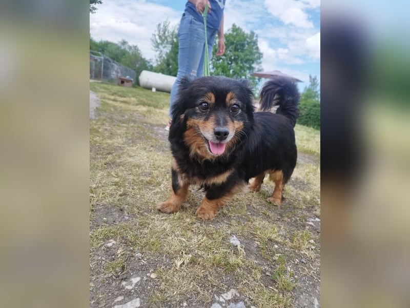 Pixel, eine niedliche und nette liebenswerte Hündin !