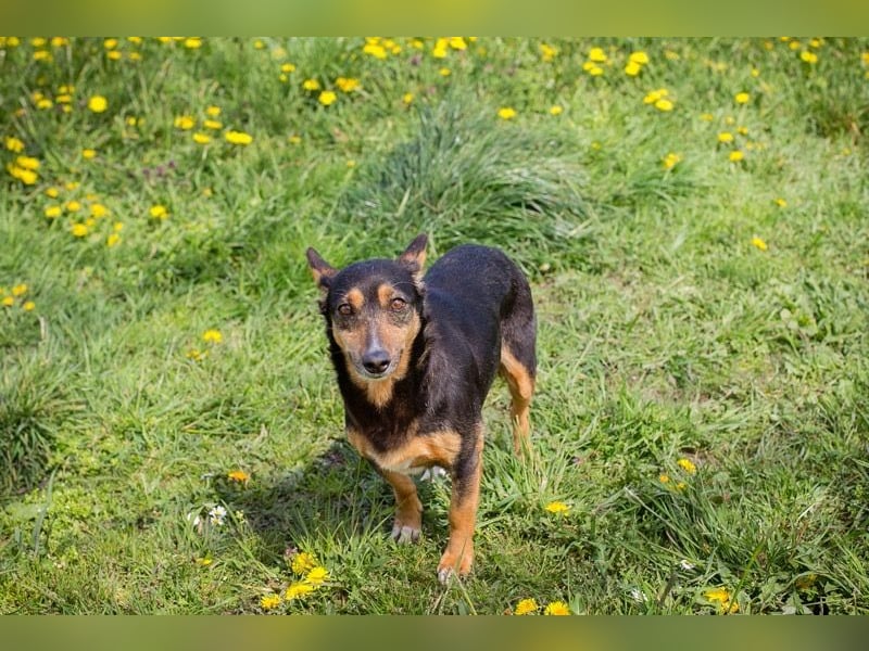 Sanfte Nayla wartet auf ihr Für-Immer-Zuhause!