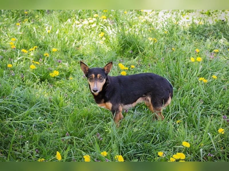 Sanfte Nayla wartet auf ihr Für-Immer-Zuhause!