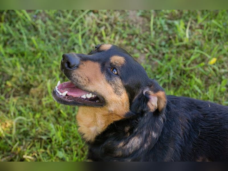 Grinsebacke BRAVEHEART sucht ihre Herzensmenschen