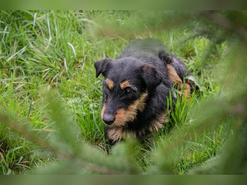 Ginger – kleine Herzensdame mit großem Charme. Zuhause oder Pflegestelle zum 24.05.2025 gesucht!