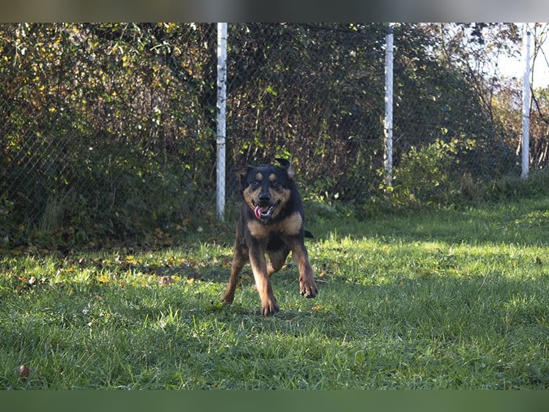 Grinsebacke BRAVEHEART sucht ihre Herzensmenschen