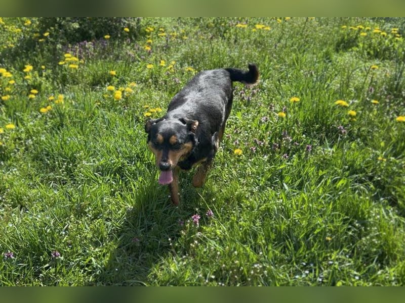 Grinsebacke BRAVEHEART sucht ihre Herzensmenschen