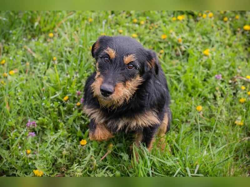 Ginger – kleine Herzensdame mit großem Charme. Zuhause oder Pflegestelle zum 24.05.2025 gesucht!
