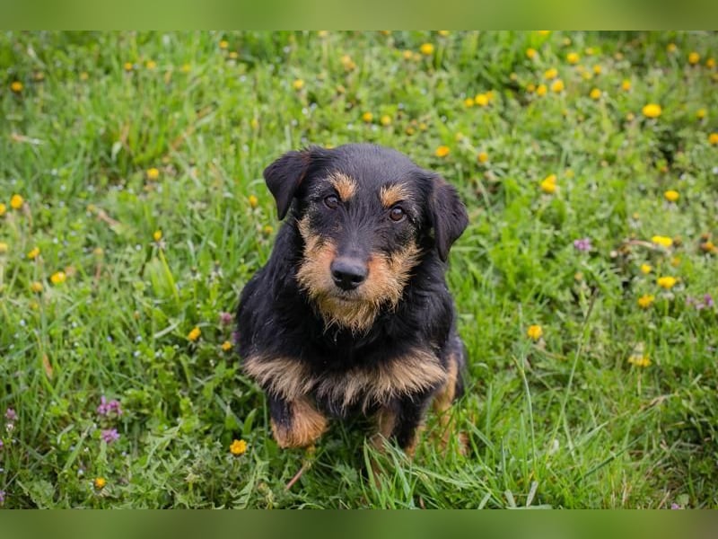 Ginger – kleine Herzensdame mit großem Charme. Zuhause oder Pflegestelle zum 24.05.2025 gesucht!