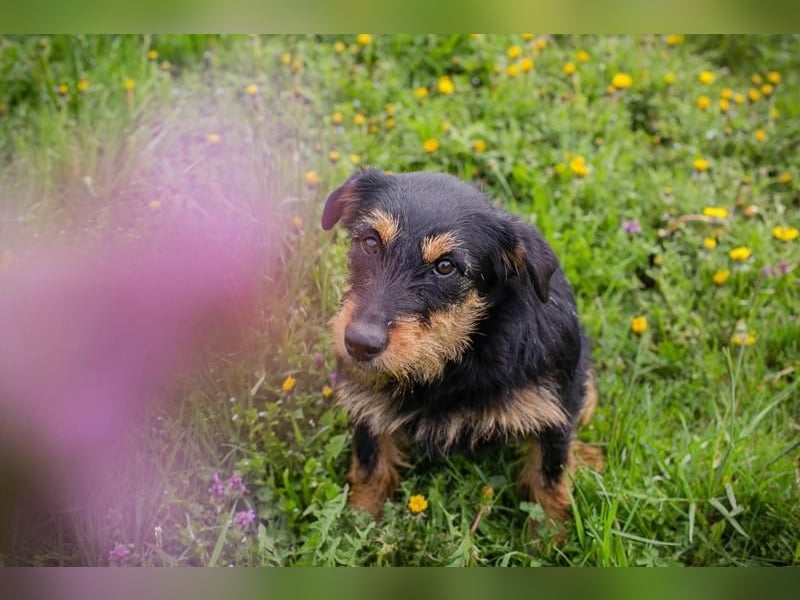 Ginger – kleine Herzensdame mit großem Charme. Zuhause oder Pflegestelle zum 24.05.2025 gesucht!