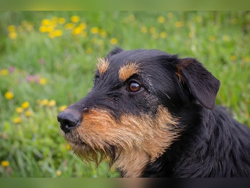 Ginger – kleine Herzensdame mit großem Charme. Zuhause oder Pflegestelle zum 24.05.2025 gesucht!