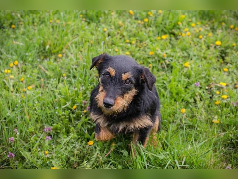 Ginger – kleine Herzensdame mit großem Charme. Zuhause oder Pflegestelle zum 24.05.2025 gesucht!