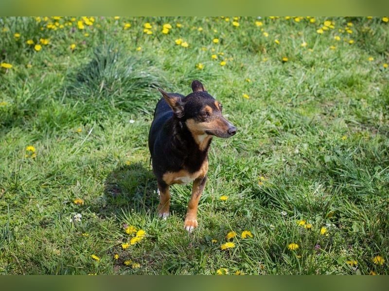 Sanfte Nayla wartet auf ihr Für-Immer-Zuhause!