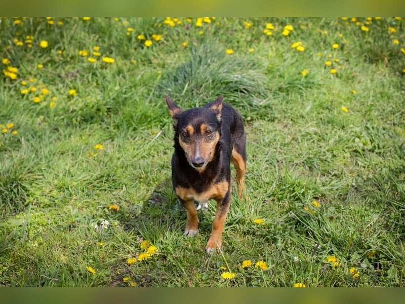Sanfte Nayla wartet auf ihr Für-Immer-Zuhause!