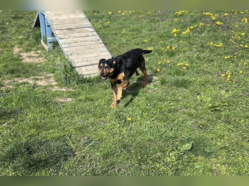 Grinsebacke BRAVEHEART sucht ihre Herzensmenschen