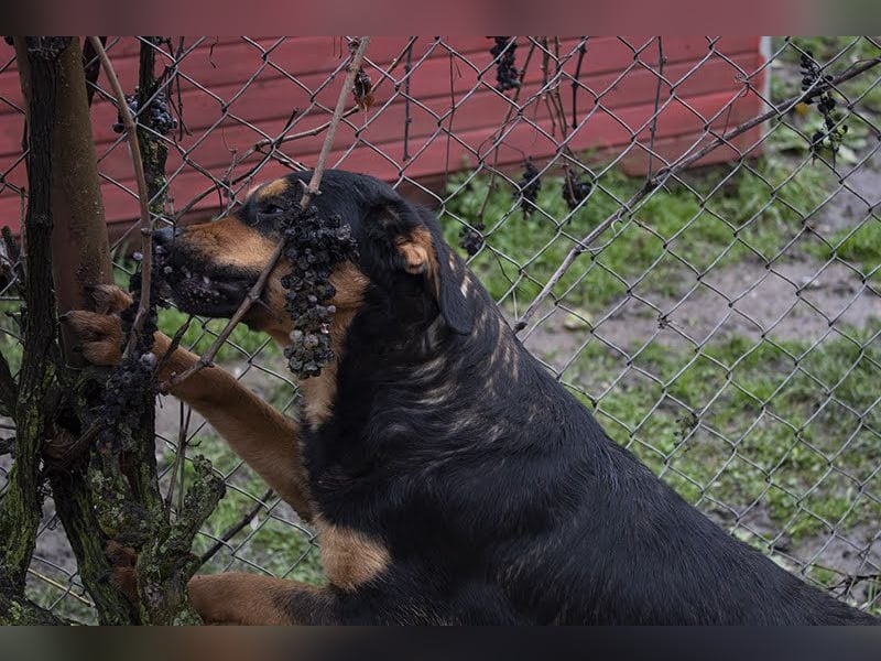 Grinsebacke BRAVEHEART sucht ihre Herzensmenschen