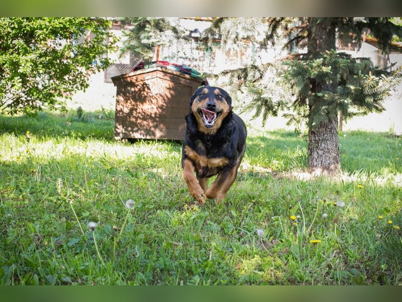 Grinsebacke BRAVEHEART sucht ihre Herzensmenschen