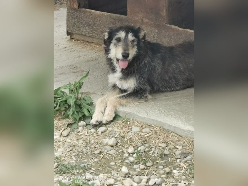 Dora sucht eine liebe Familie