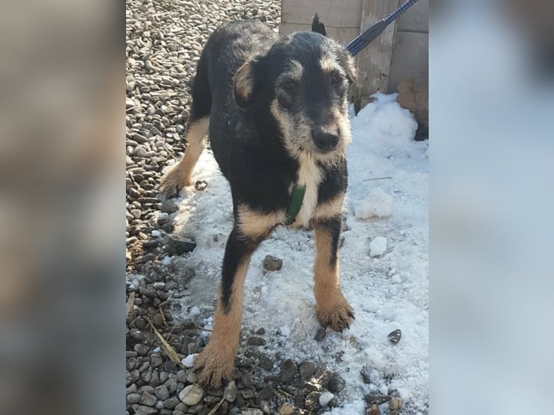 Dora sucht eine liebe Familie