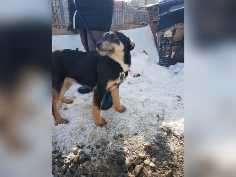 Dora sucht eine liebe Familie