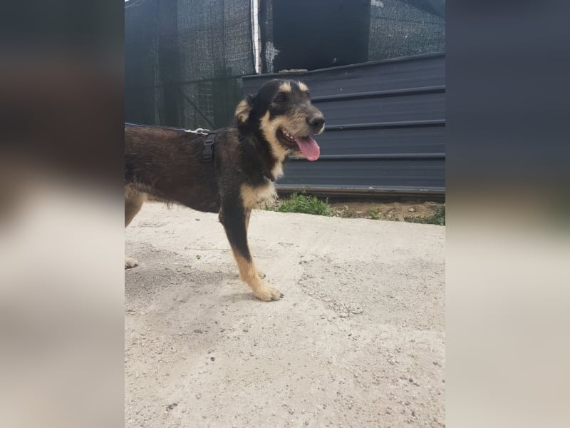 Dora sucht eine liebe Familie