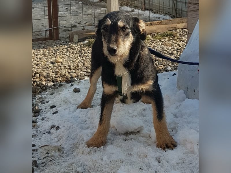 Dora sucht eine liebe Familie