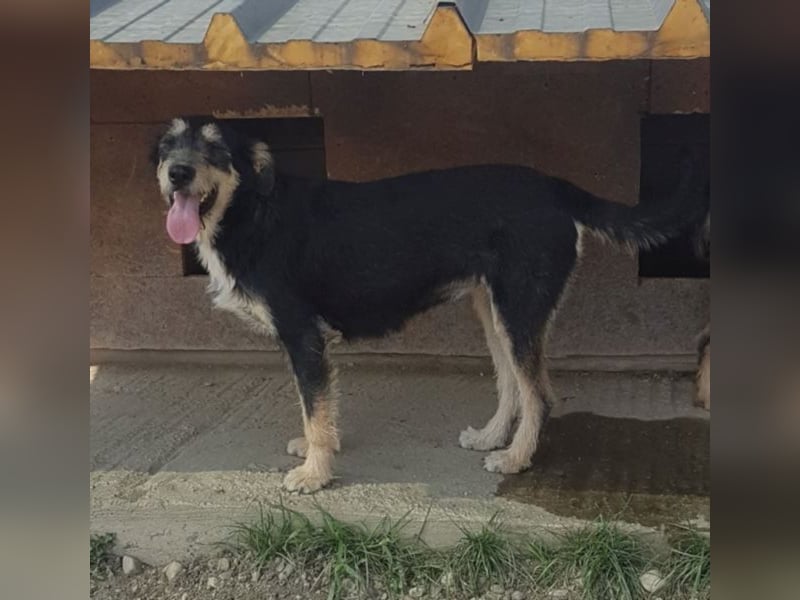 Dora sucht eine liebe Familie