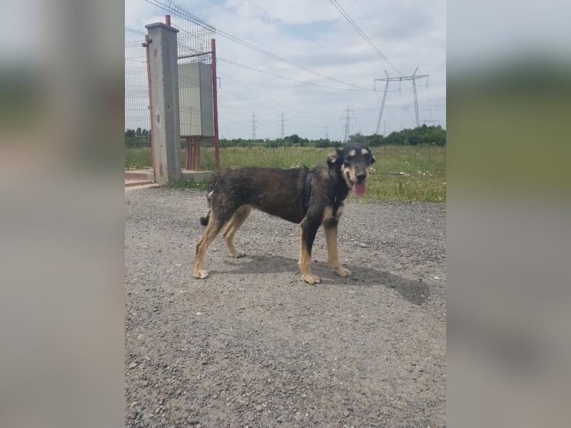 Dora sucht eine liebe Familie