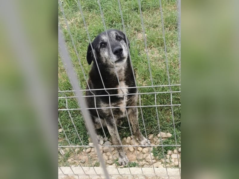 Dora sucht eine liebe Familie