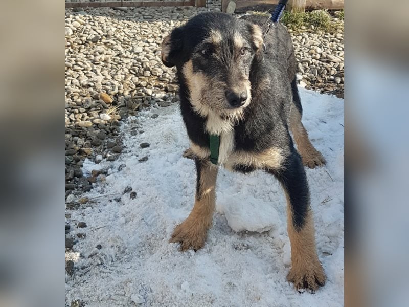 Dora sucht eine liebe Familie