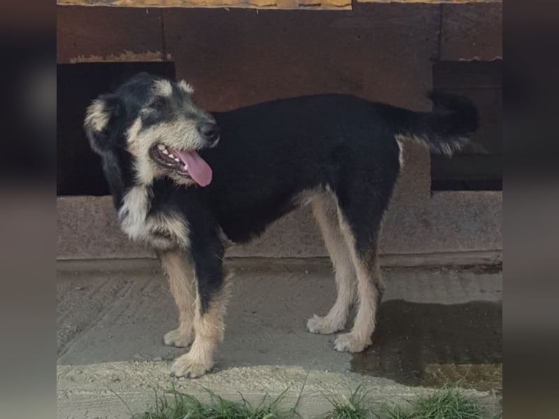 Dora sucht eine liebe Familie