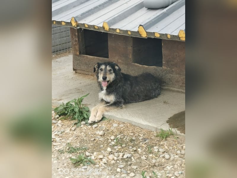 Dora sucht eine liebe Familie