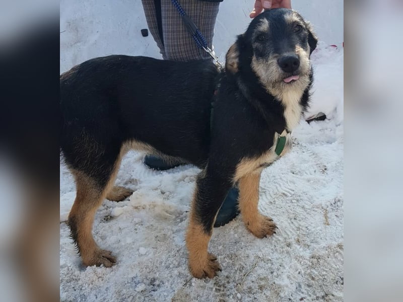 Dora sucht eine liebe Familie