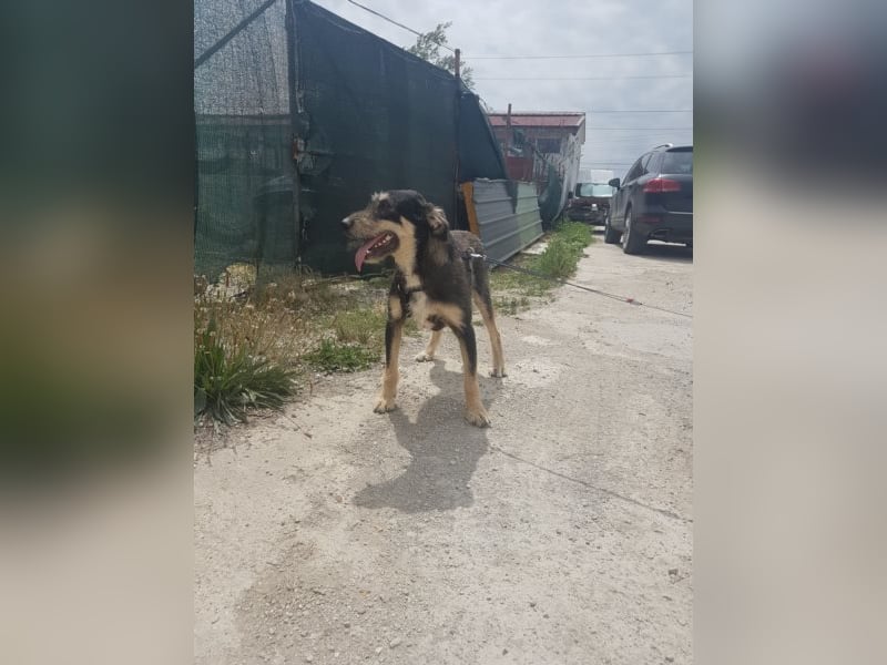 Dora sucht eine liebe Familie