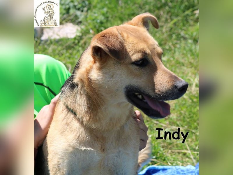 Indy – mit ihr wird Langeweile zur Rarität!