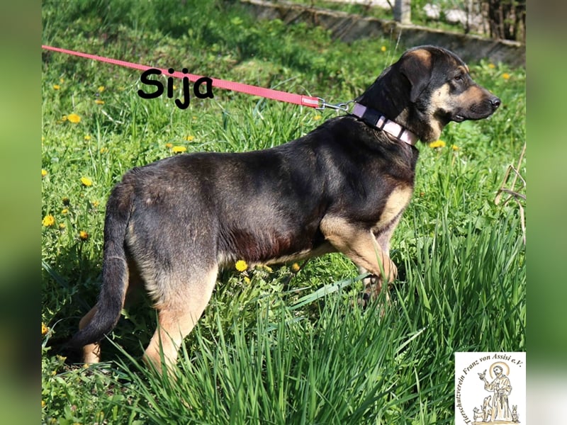 Sija - wer macht sie zum Glückspilz?
