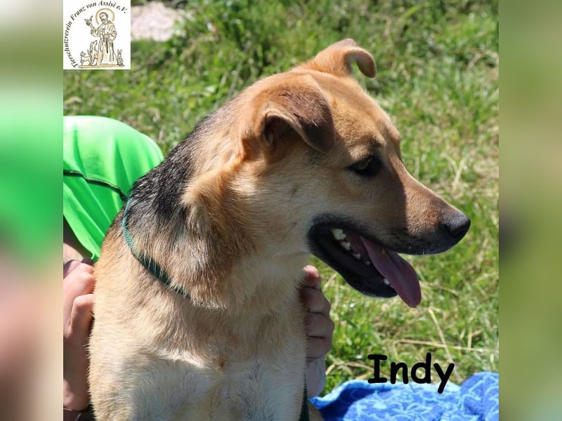 Indy – mit ihr wird Langeweile zur Rarität!