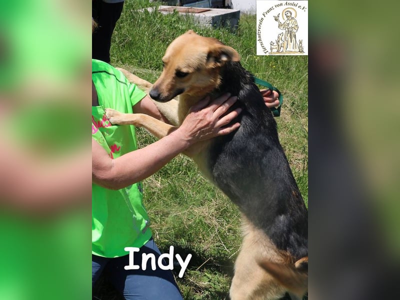 Indy – mit ihr wird Langeweile zur Rarität!