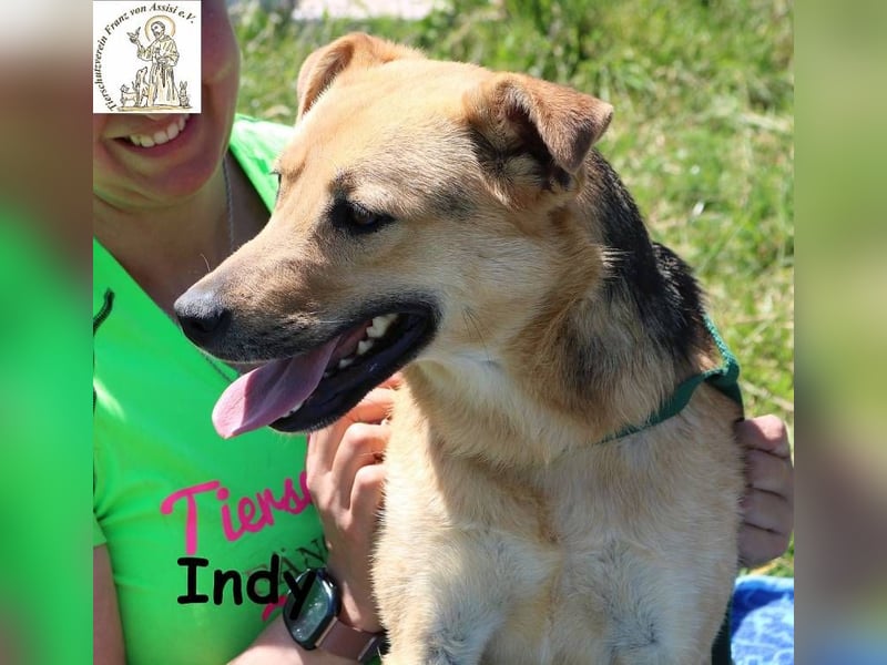 Indy – mit ihr wird Langeweile zur Rarität!