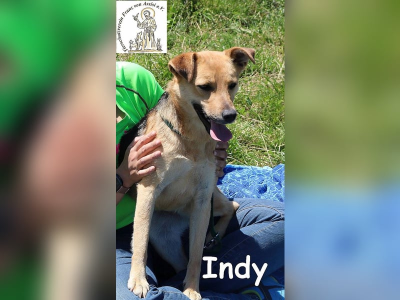 Indy – mit ihr wird Langeweile zur Rarität!