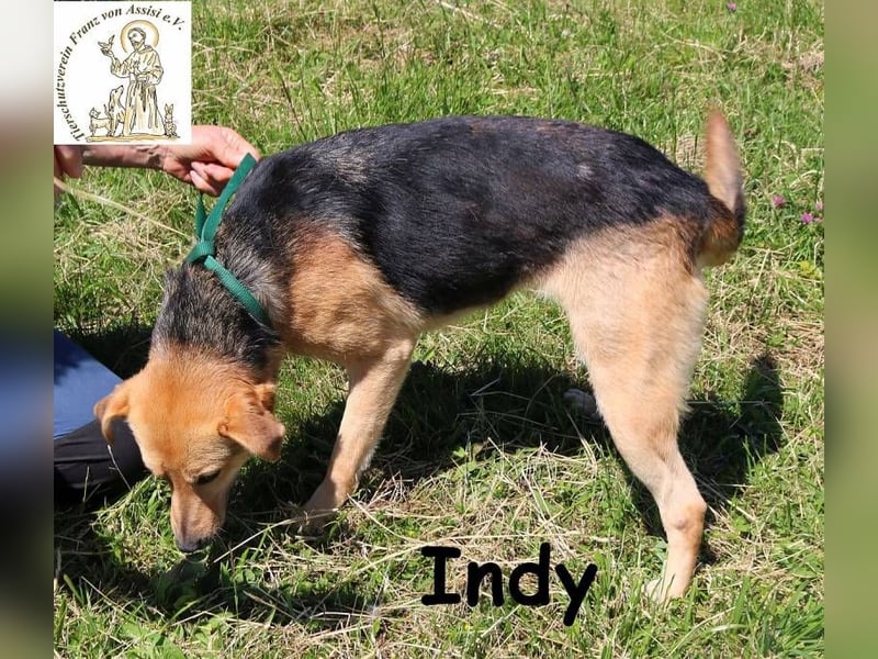 Indy – mit ihr wird Langeweile zur Rarität!