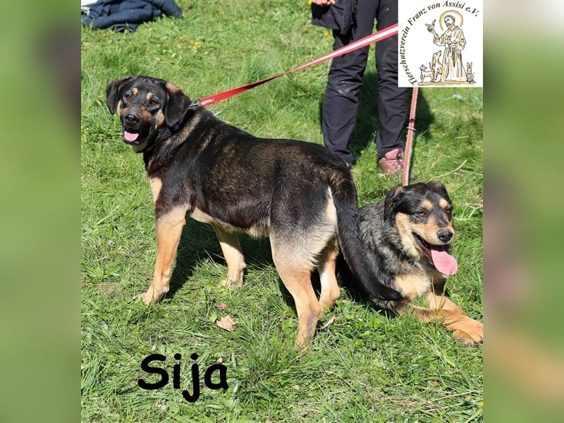 Sija - wer macht sie zum Glückspilz?