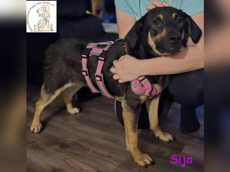 Sija - eine treue Seele auf vier Pfoten