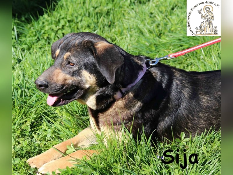 Sija - wer macht sie zum Glückspilz?