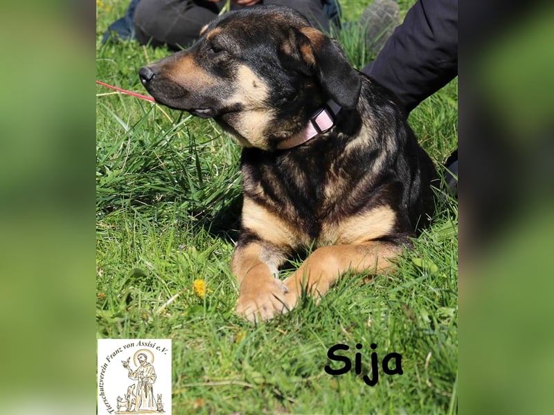 Sija - wer macht sie zum Glückspilz?
