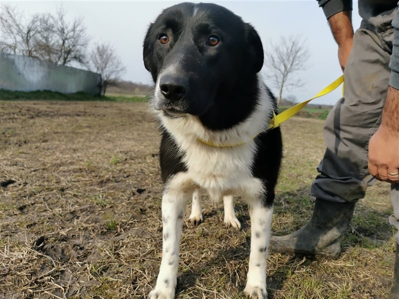 Kinga – 3 Jahre – liebenswertes Hundemädchen sucht Ihre Familie