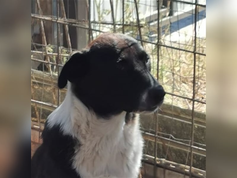 Kinga – 3 Jahre – liebenswertes Hundemädchen sucht Ihre Familie