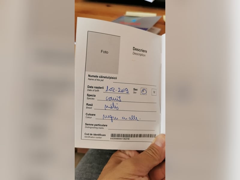 Kinga – 3 Jahre – liebenswertes Hundemädchen sucht Ihre Familie