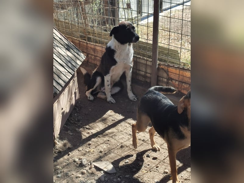 Kinga – 3 Jahre – liebenswertes Hundemädchen sucht Ihre Familie