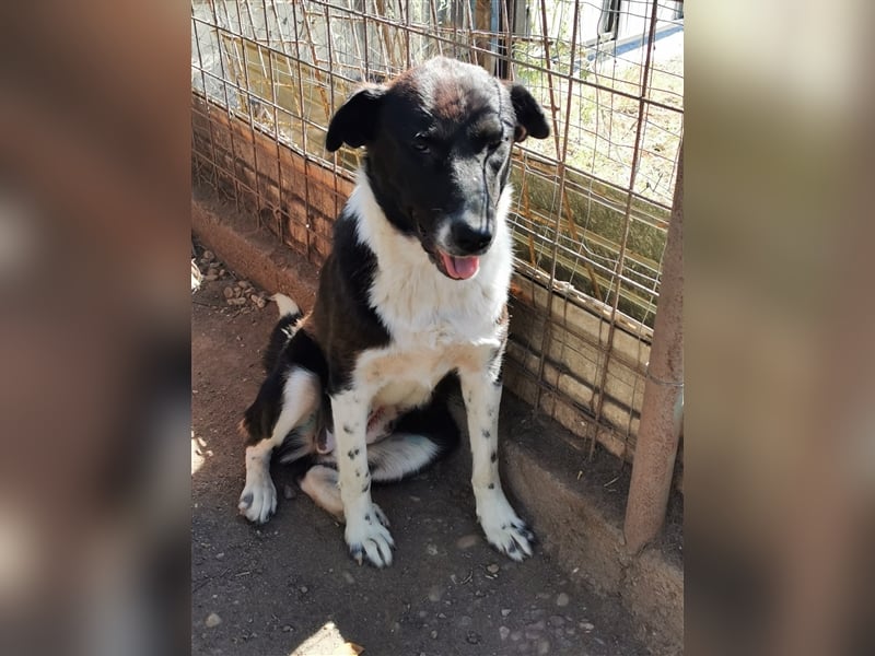 Kinga – 3 Jahre – liebenswertes Hundemädchen sucht Ihre Familie